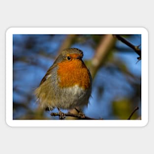 Robin in winter sunshine Sticker